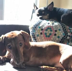 Meet your Posher, Candi